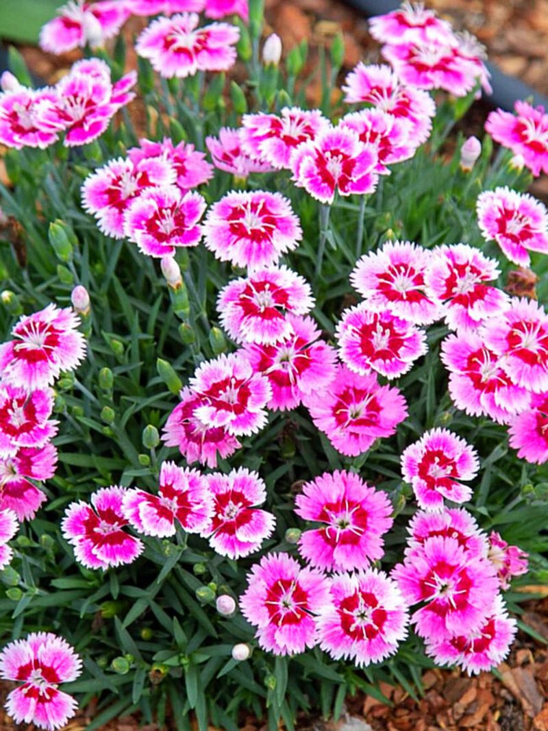 Fragrant Plants That Bring Both Color and Scent to Florida Gardens 15 Dianthus