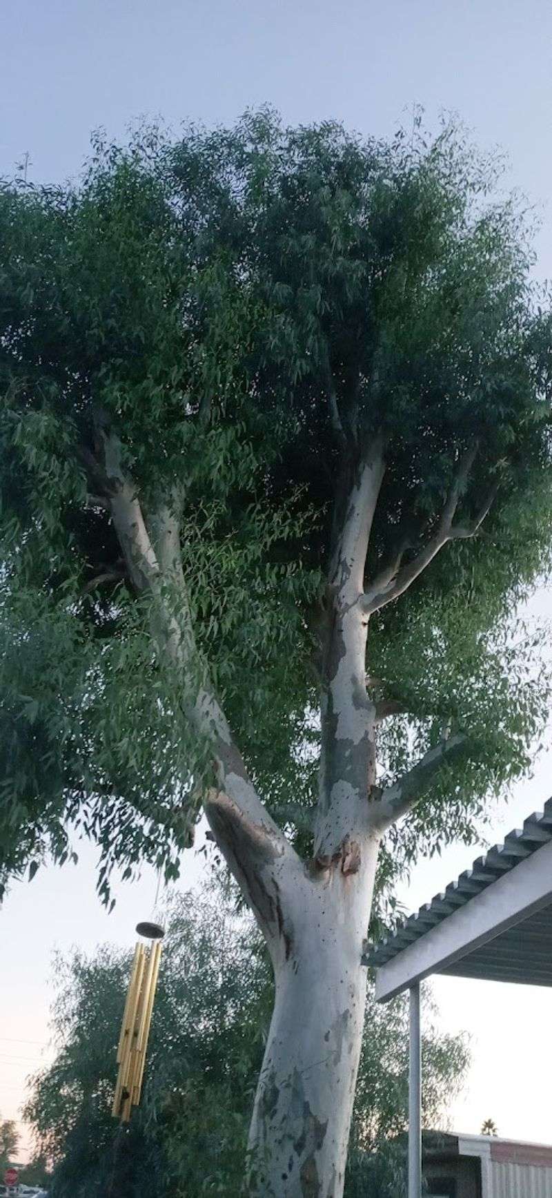 Eloy - Eloy, Arizona