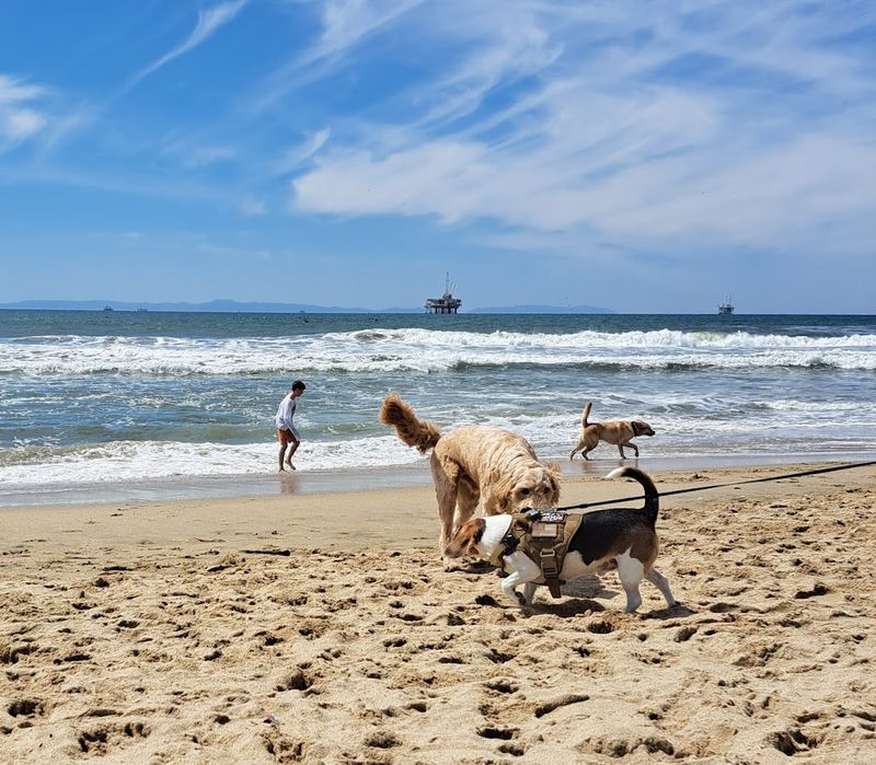 California Dog Beaches That Make Every Trip Better With Your Pup 4 Dog Beach | Huntington Beach - Huntington Beach, California