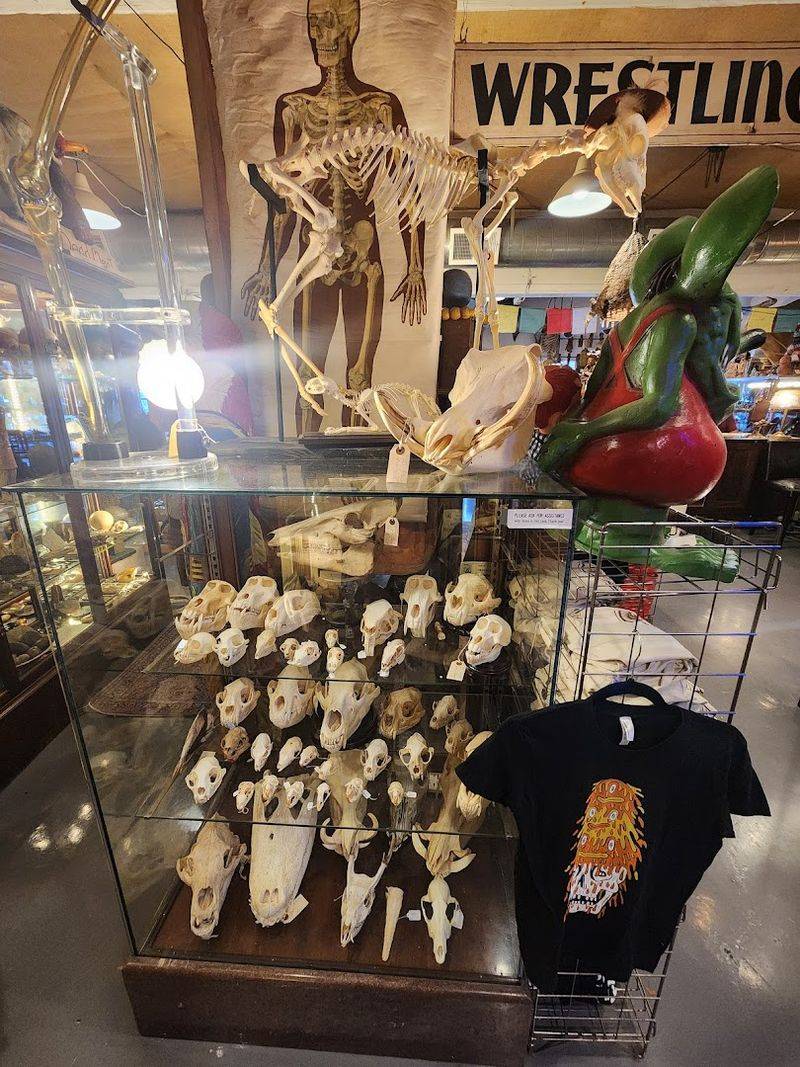 Taxidermy Finds for the Bold Collector