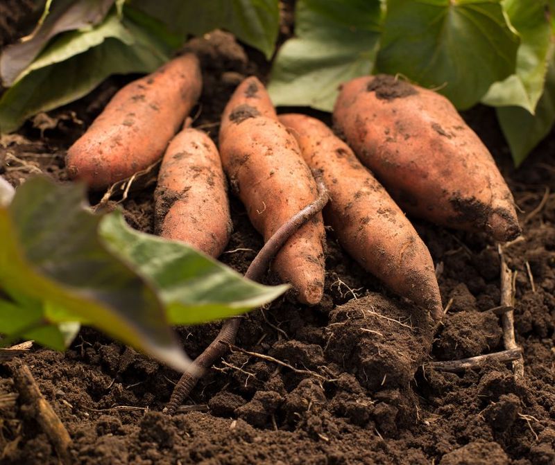 Sweet Potatoes