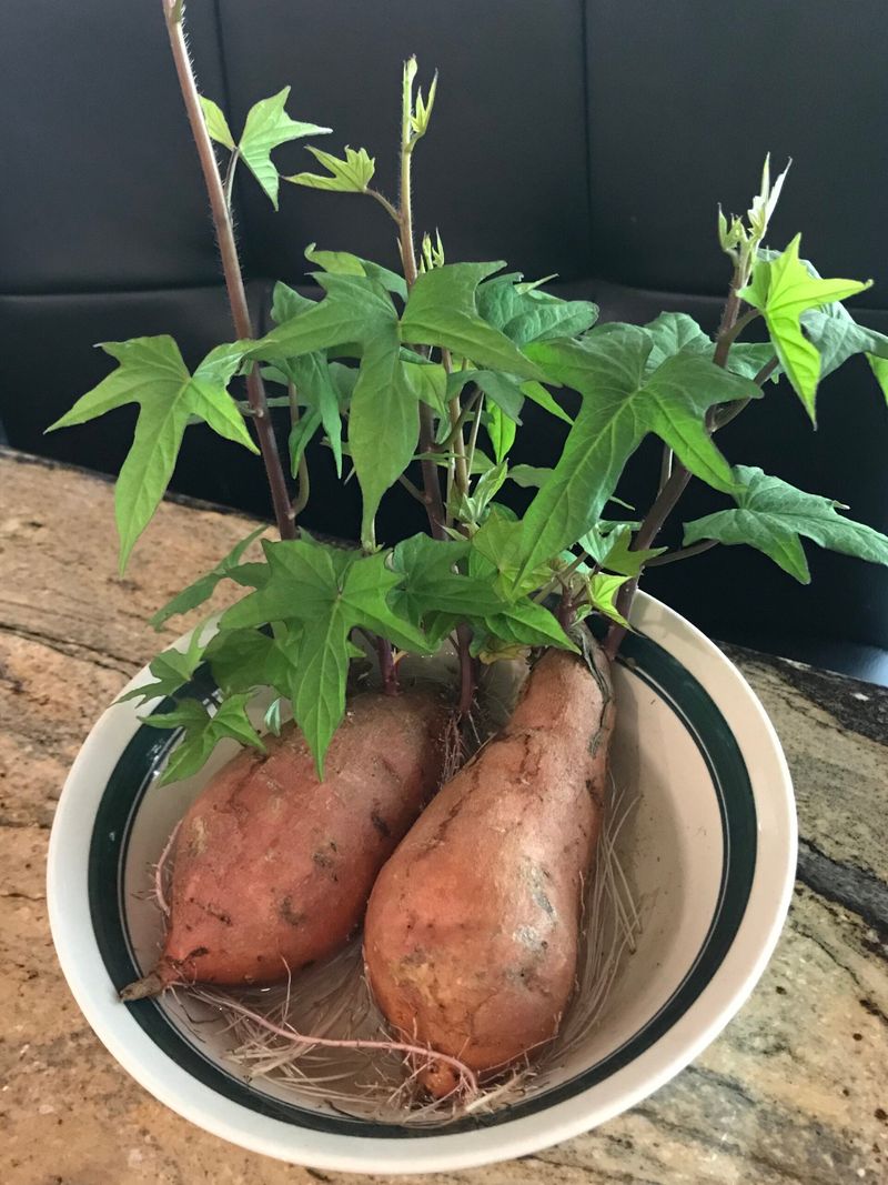 Sweet Potatoes