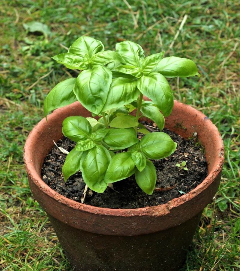 Basil