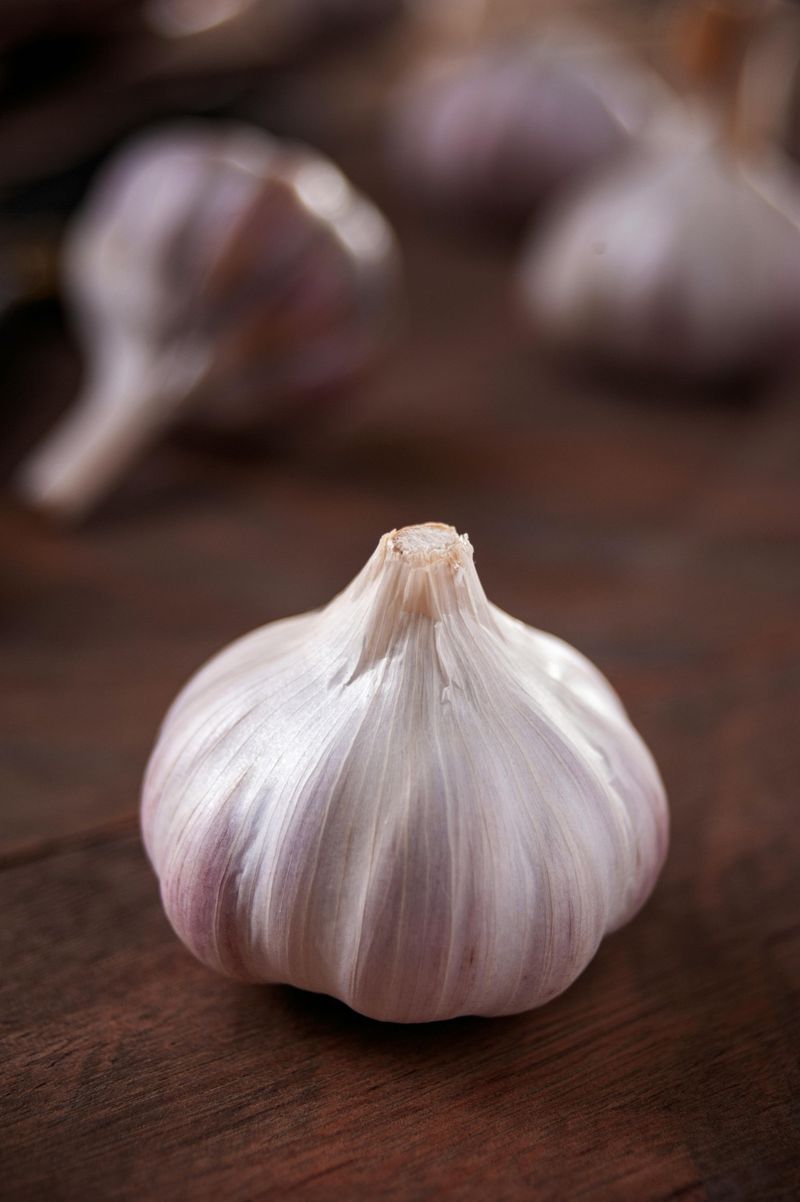 Garlic