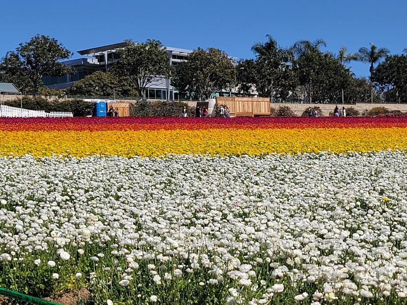 Arrive Early for Easier Parking