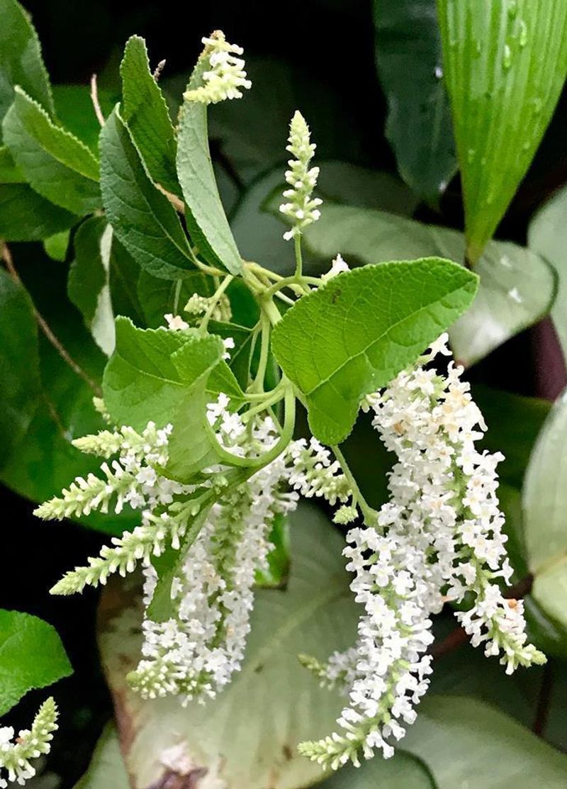 Fragrant Plants That Bring Both Color and Scent to Florida Gardens 5 Sweet Almond Bush