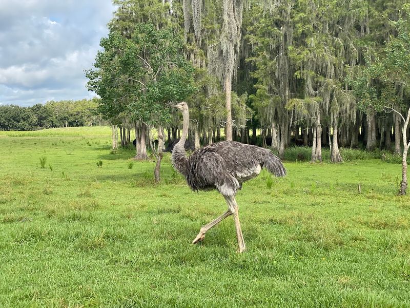 Ostriches That Roam Free and Steal the Show