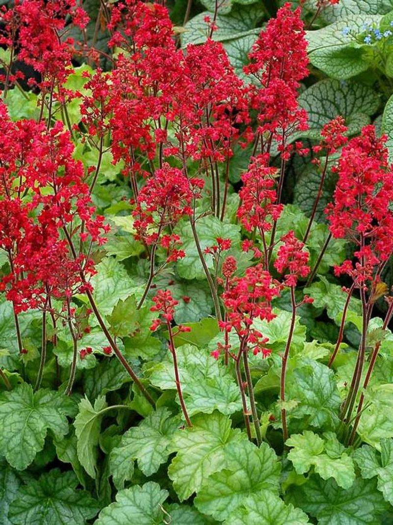 Compact Plants That Fit Perfectly Into Small Florida Garden Spaces 16 Coral Bells