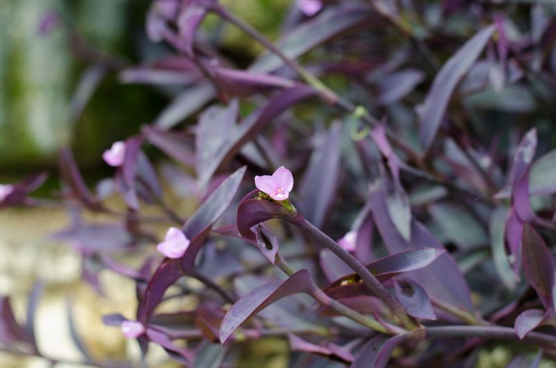 Foliage Plants That Bring Bold Color to Florida Gardens Year-Round 18 Purple Queen