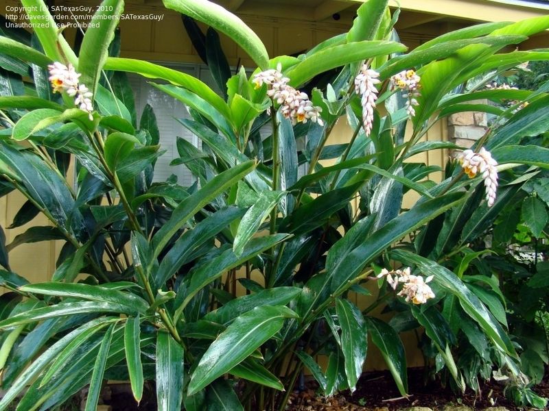 Florida Plants That Do Well in the Shade Without Much Attention 21 Shell Ginger