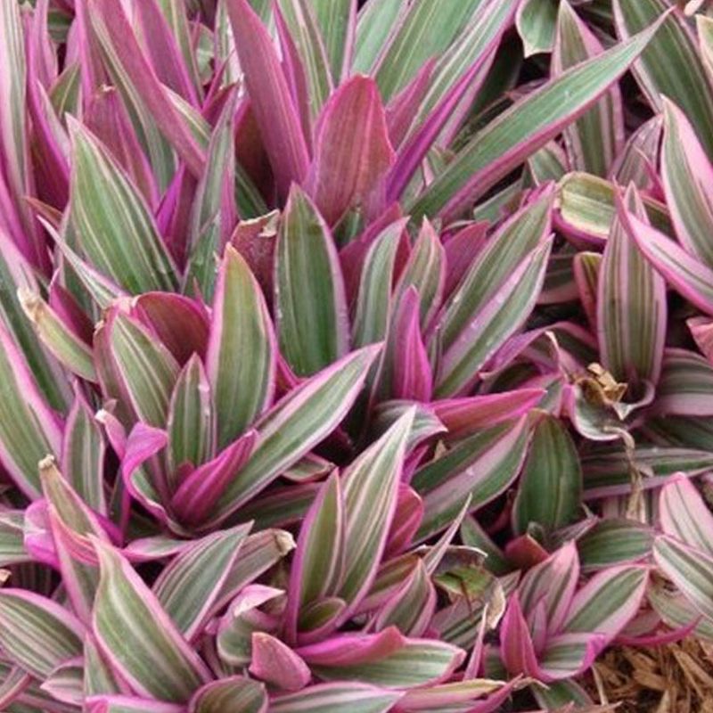 Oyster plant