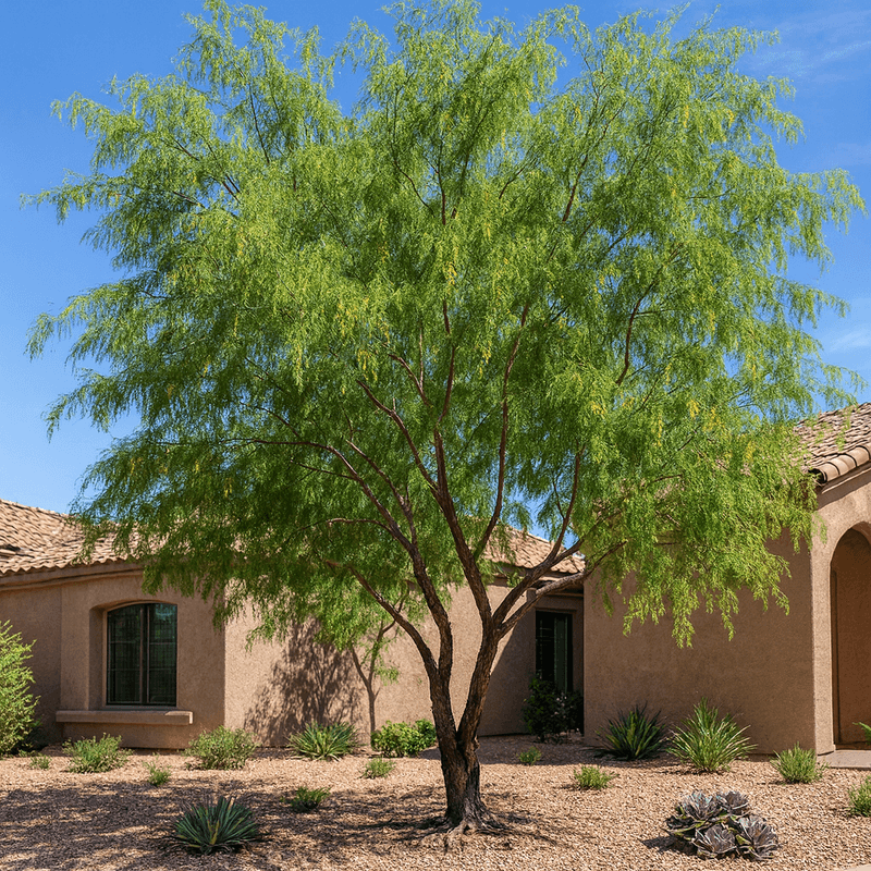 Mesquite Tree