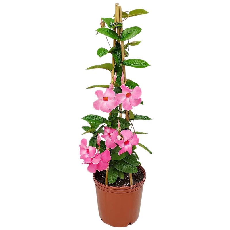 Mandevilla
