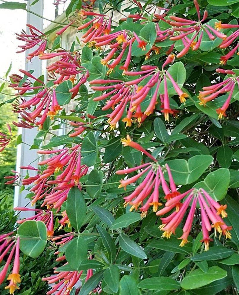 Coral honeysuckle