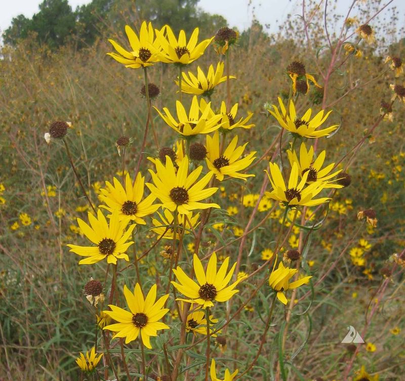 Swamp Sunflower (Helianthus angustifolius)