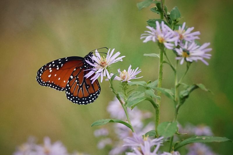 Florida Plants That Bring Butterflies and Bees Into Your Garden Naturally 23 Elliott's Aster