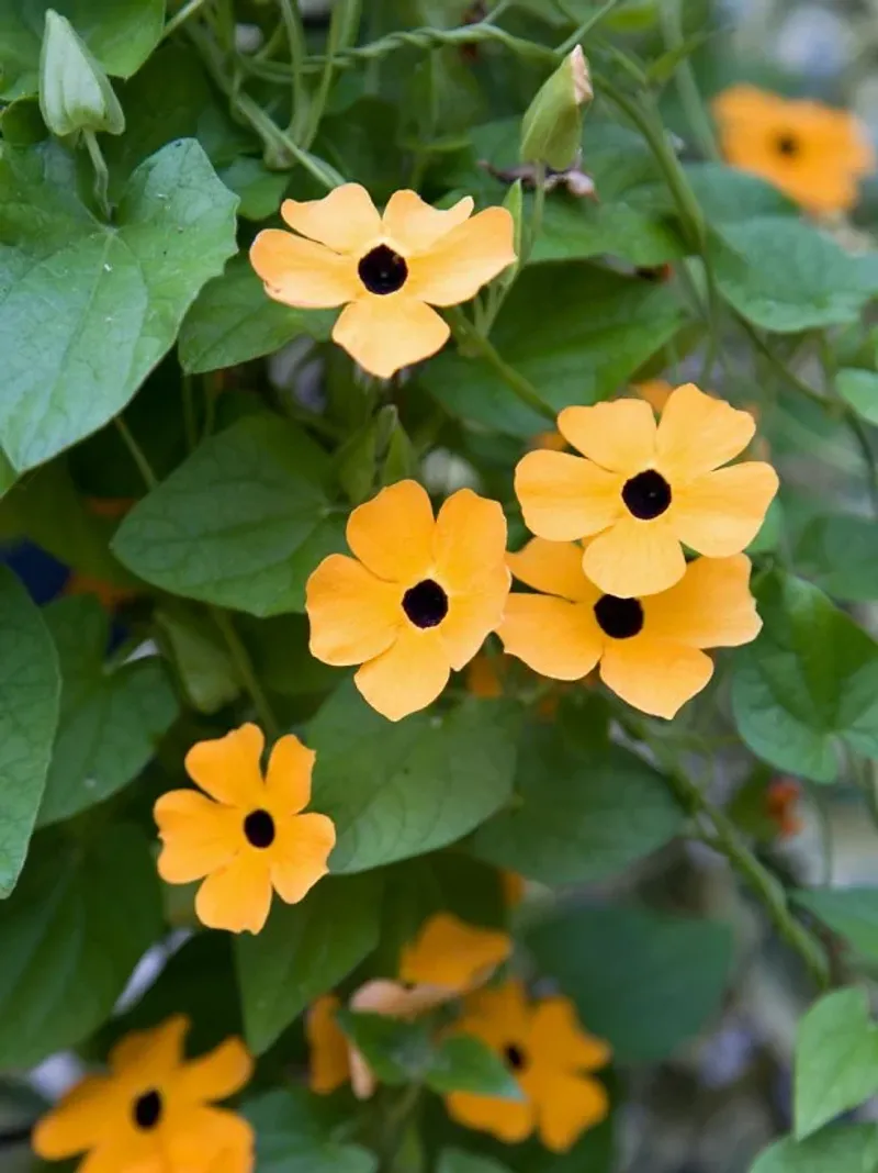 Flowering Vines That Climb Beautifully in Florida Heat 8 Black-Eyed Susan Vine