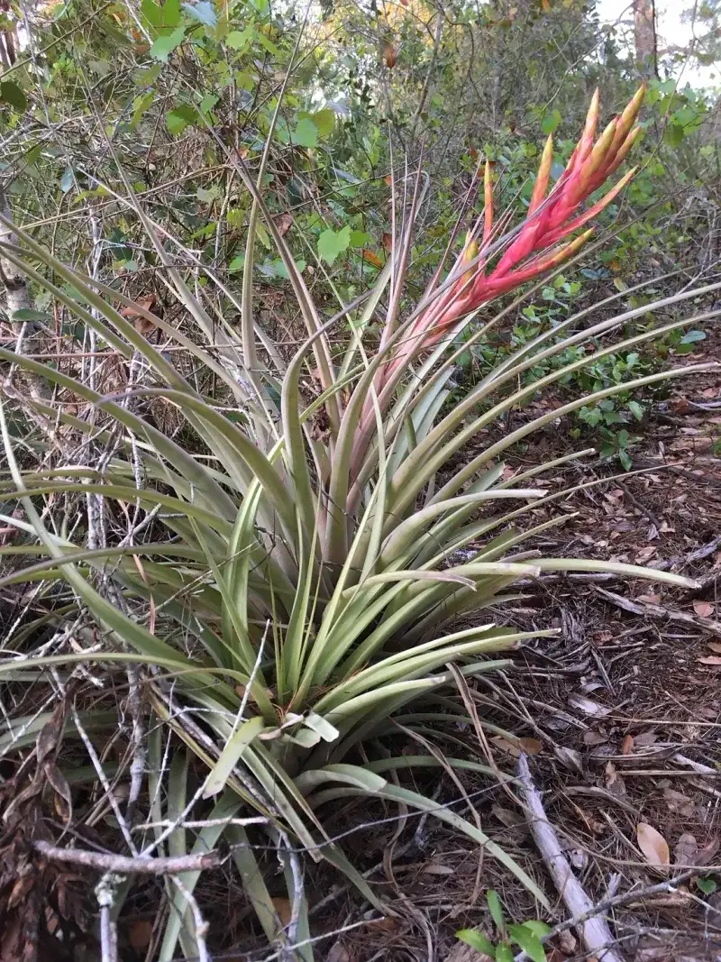 Florida Plants That Do Well in the Shade Without Much Attention 4 Bromeliad