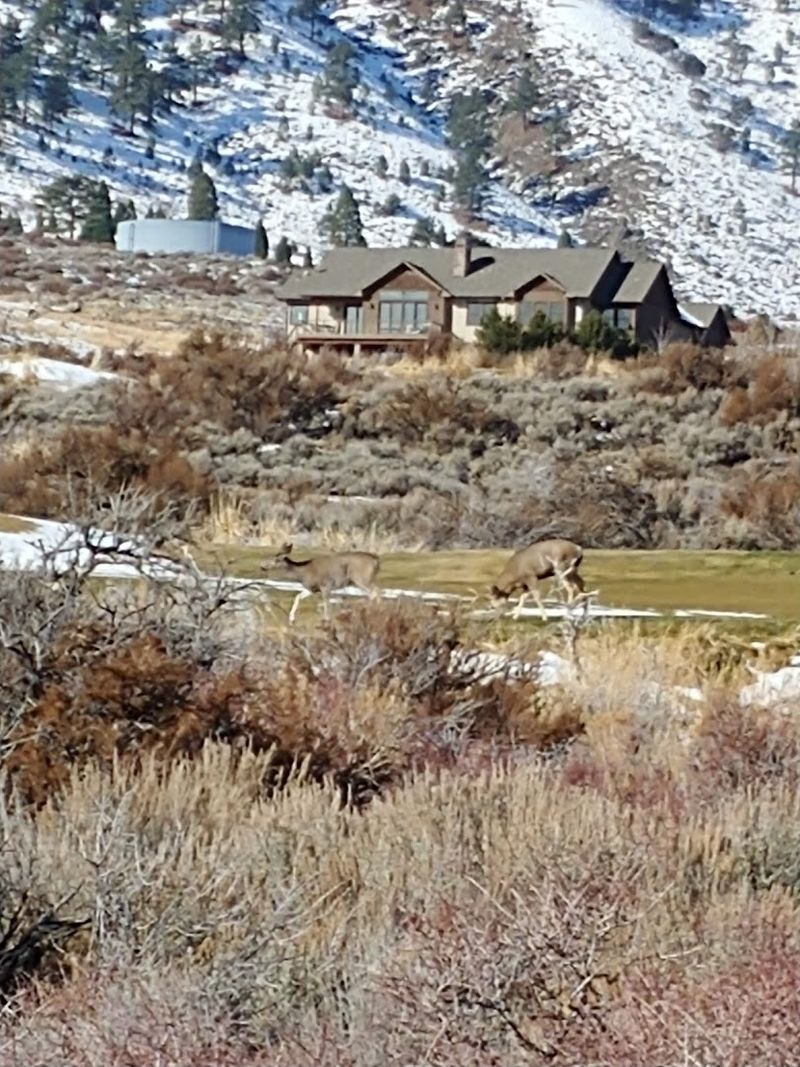 Peaceful Small-Town Population