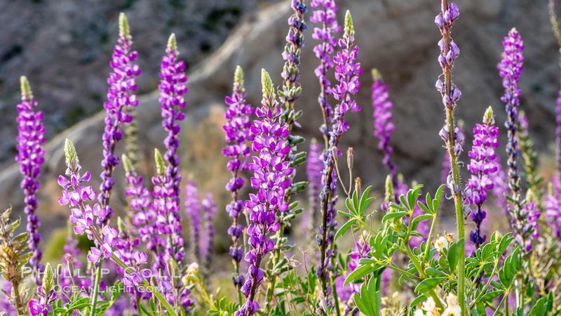 Desert Lupine