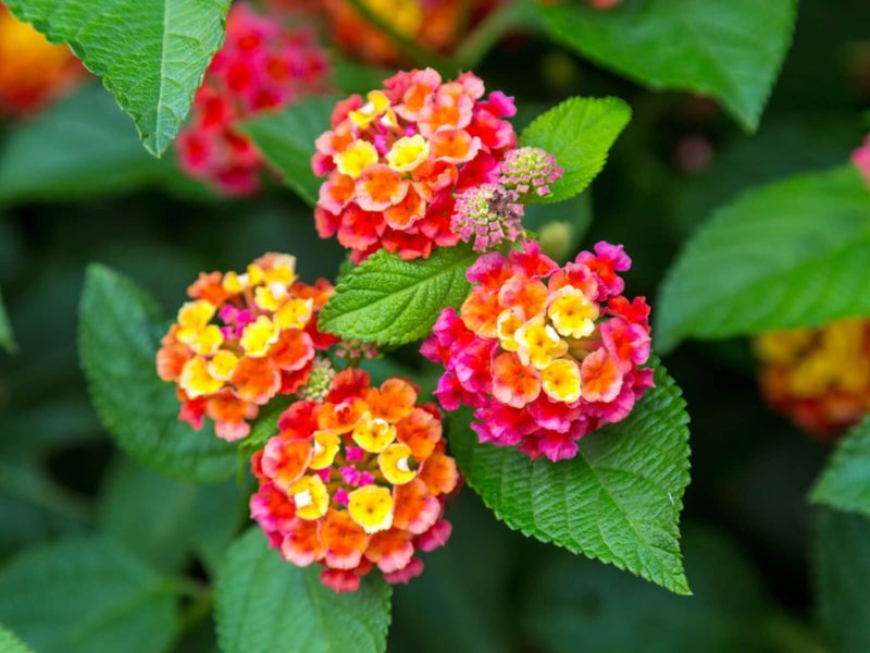 Lantana