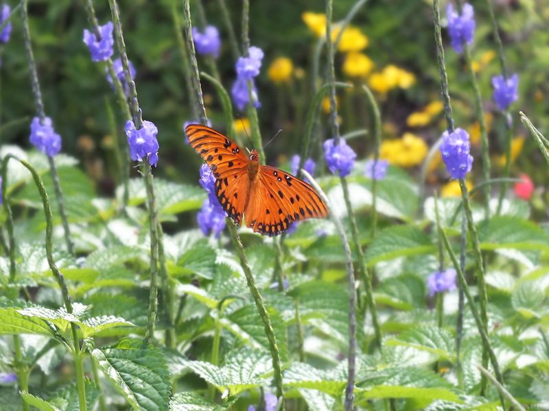 Florida Plants That Bring Butterflies and Bees Into Your Garden Naturally 4 Blue Porterweed
