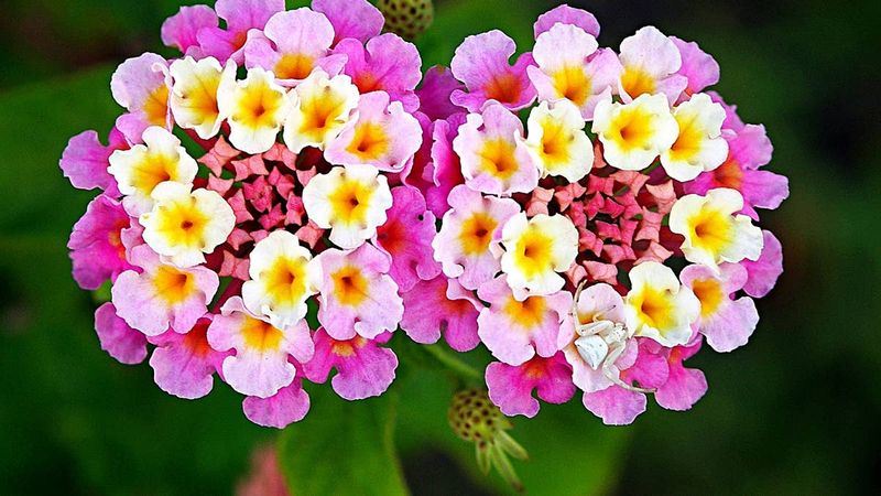 Lantana