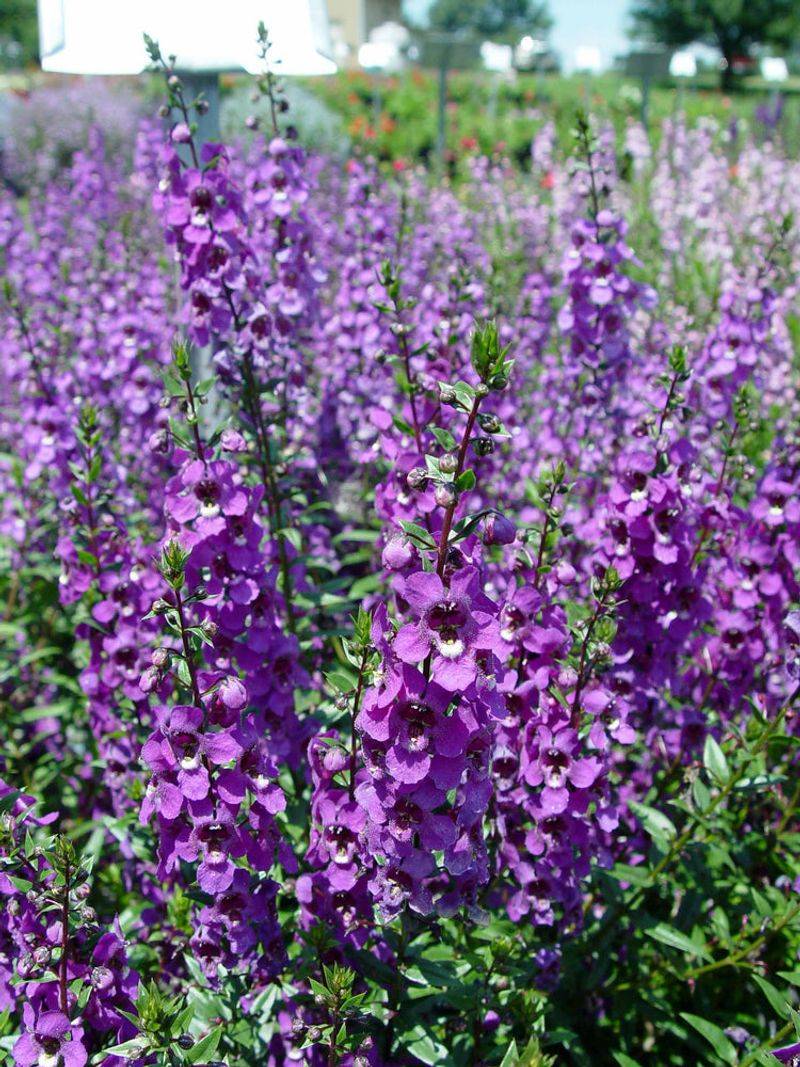 Angelonia