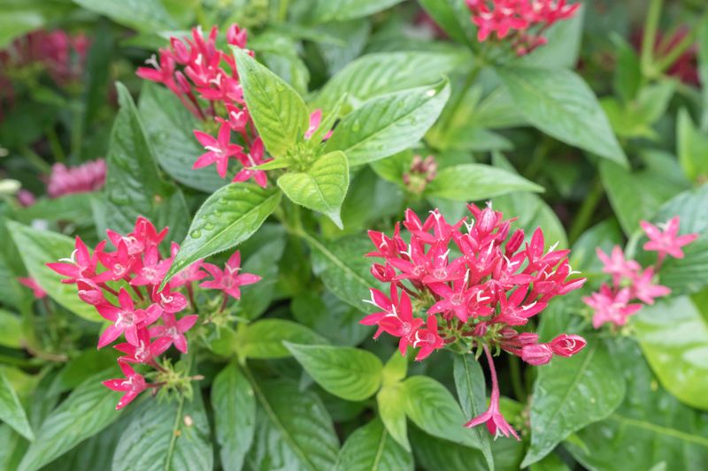Pentas