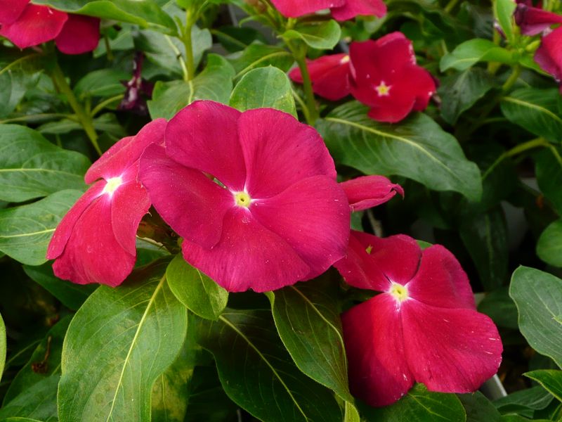 Vinca