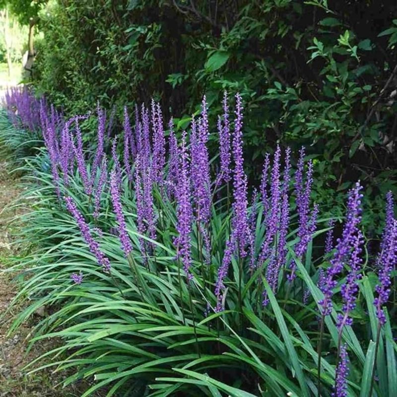 Liriope (Liriope muscari)