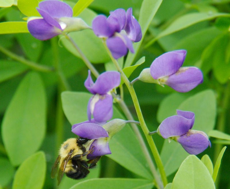 Wild Blue Indigo (Baptisia australis)