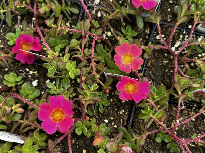 Portulaca (Moss Rose)