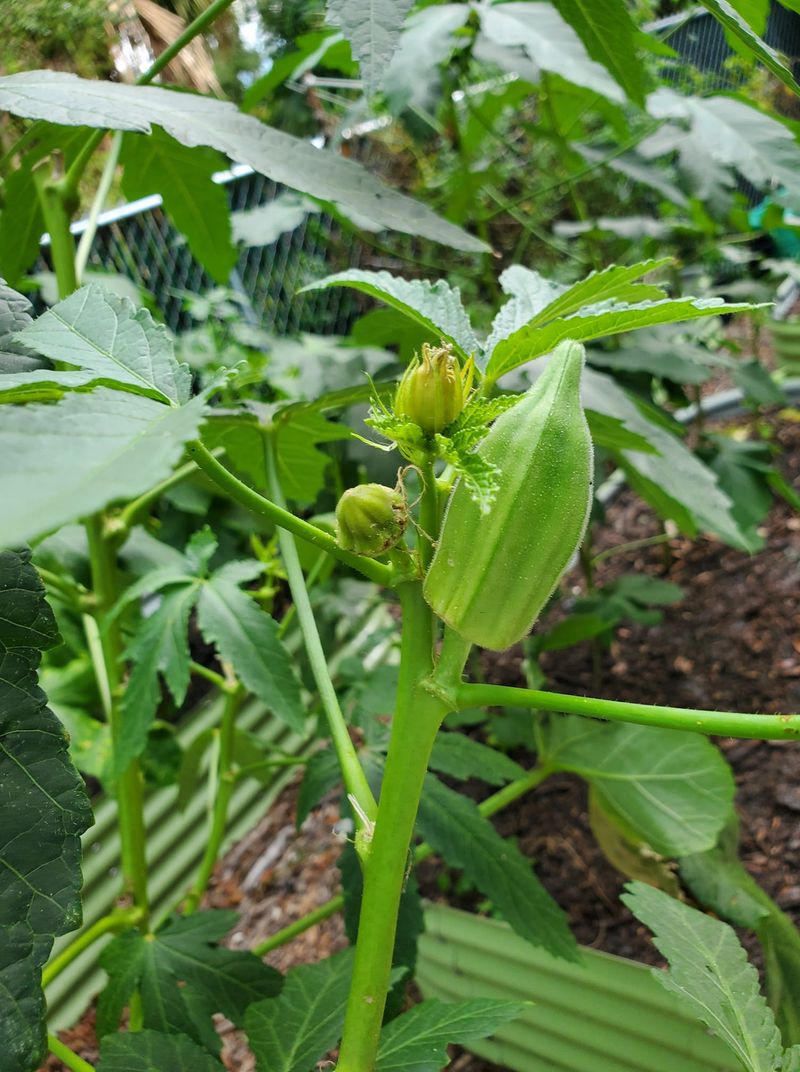 Okra