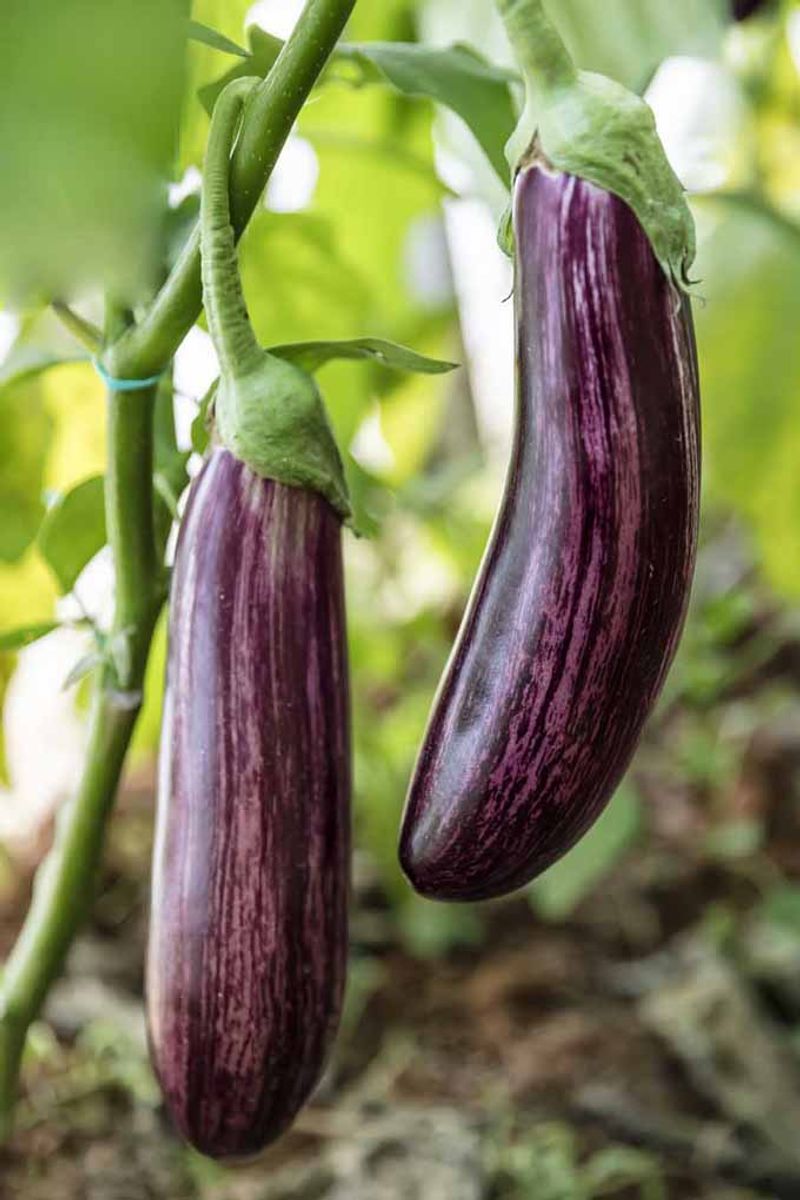 Eggplant