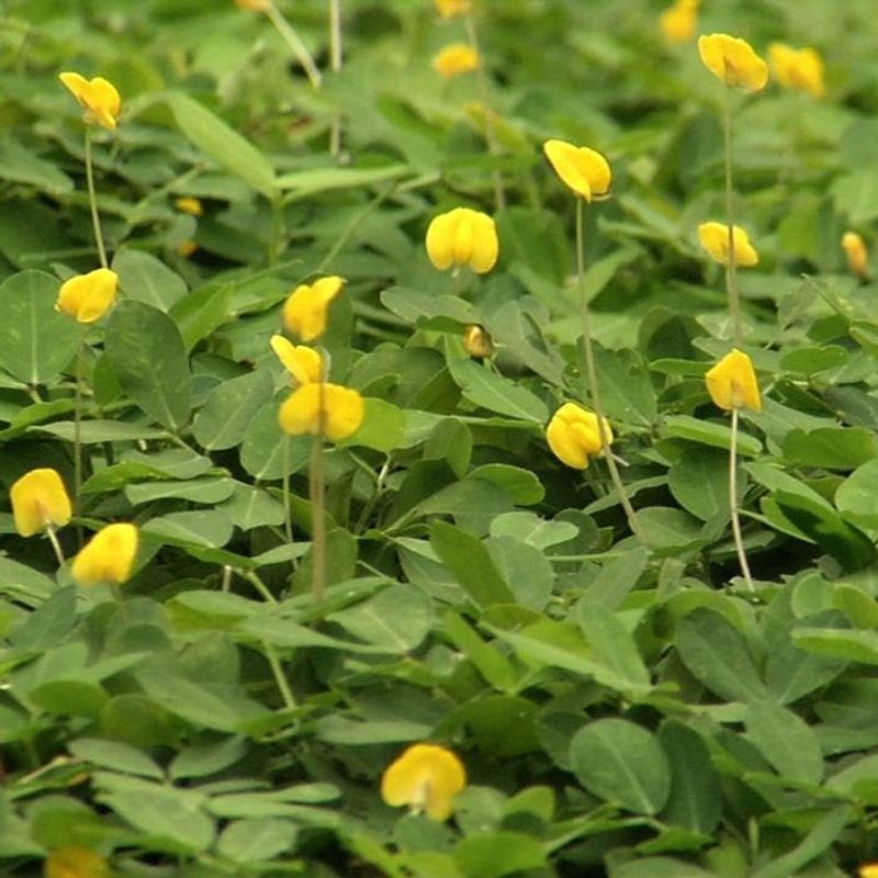Perennial peanut