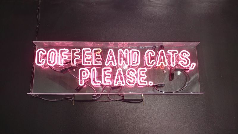 Drinks and Cafe Menu to Enjoy Alongside the Cats