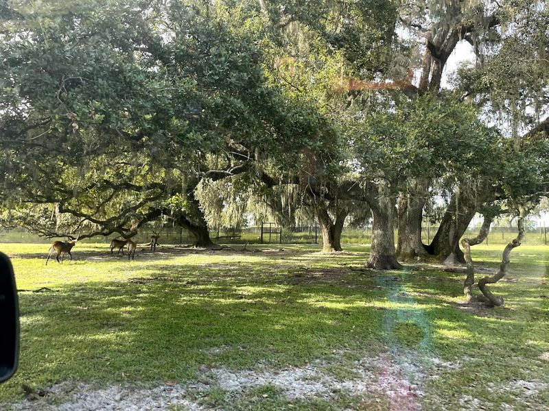 This Small Giraffe Ranch In Florida Is A Unique Way To See African Animals 11 Animals Roaming Freely Throughout the Property