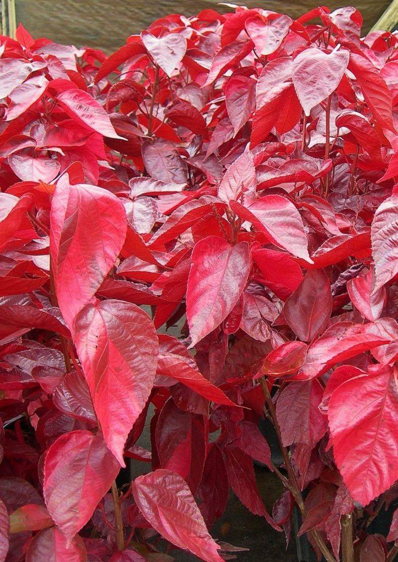 Foliage Plants That Bring Bold Color to Florida Gardens Year-Round 9 Copperleaf