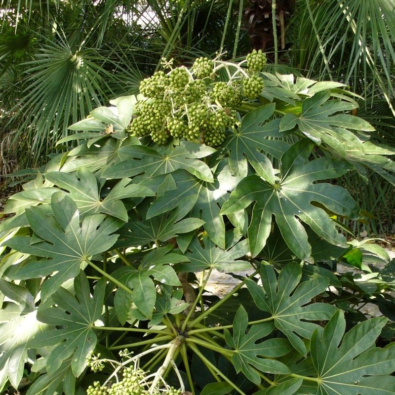 Japanese Aralia