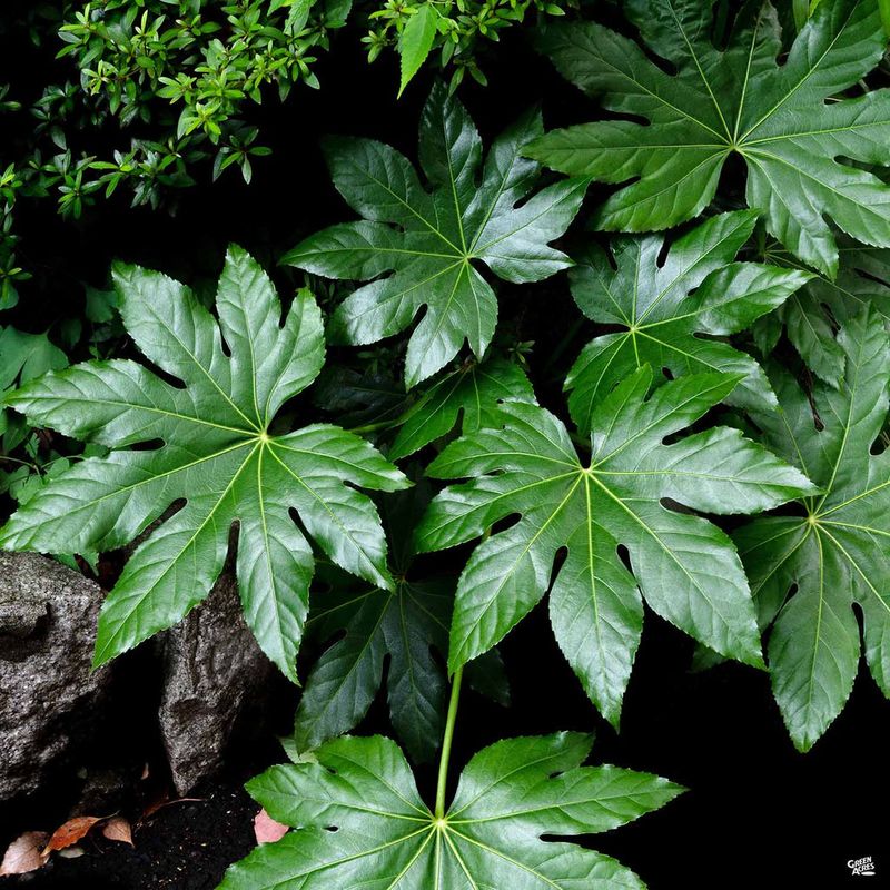 Florida Plants That Do Well in the Shade Without Much Attention 18 Japanese Aralia