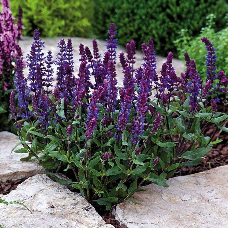 Blue salvia
