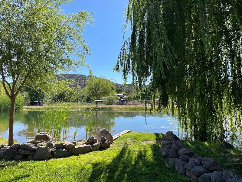 Stunning Pond With Weeping Willows You Will Not Forget
