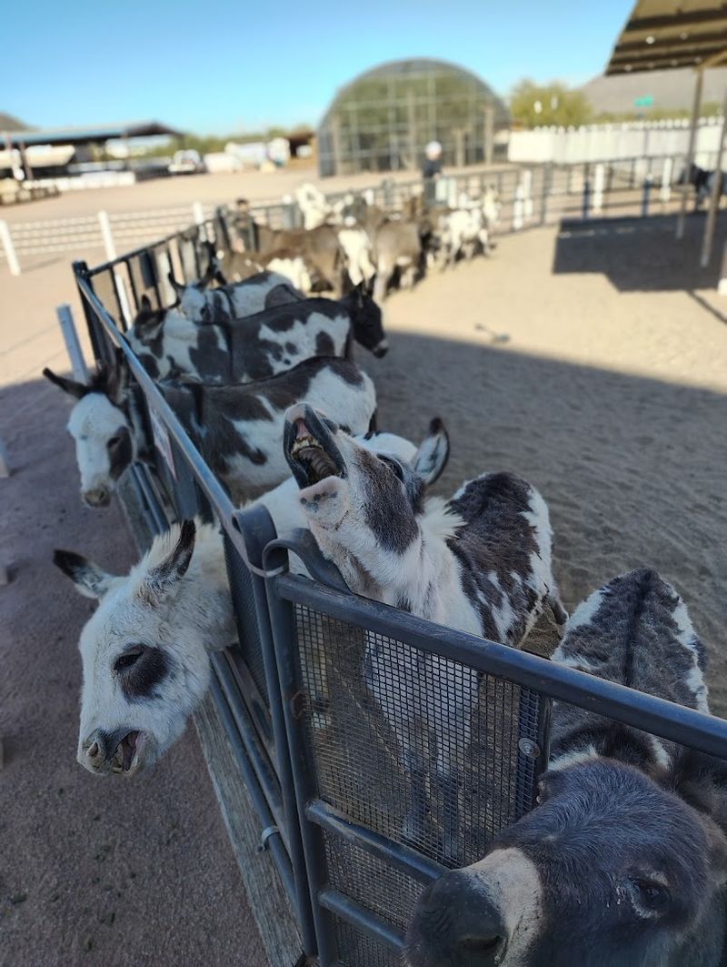 Adorable Mini Donkeys You'll Want to Take Home