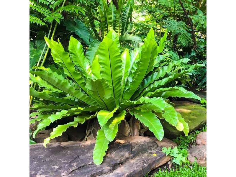 Florida Plants That Do Well in the Shade Without Much Attention 12 Bird's Nest Fern