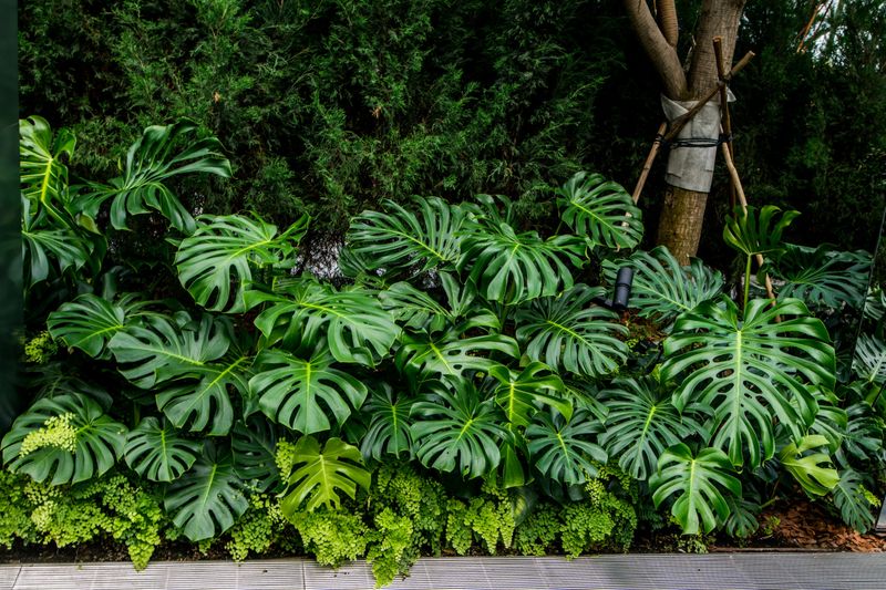 Foliage Plants That Bring Bold Color to Florida Gardens Year-Round 12 Monstera