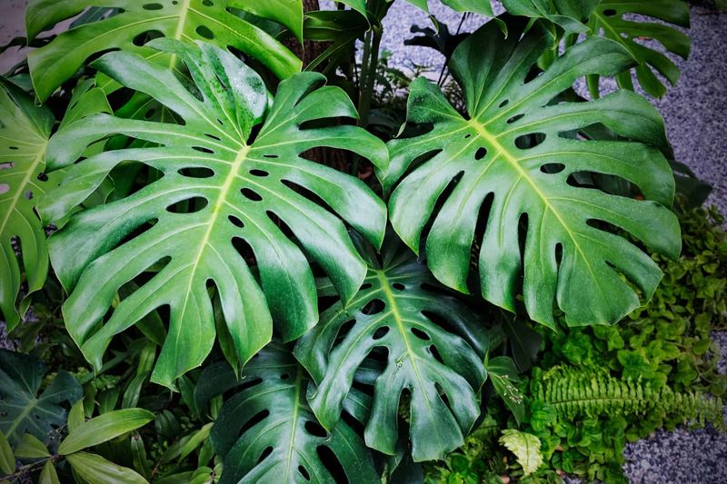 Monstera