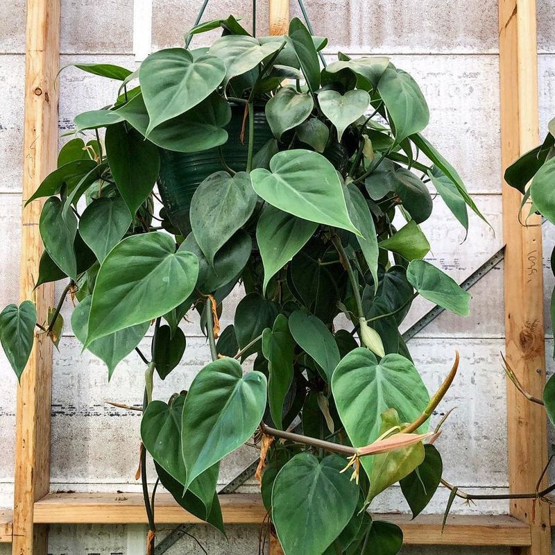 Philodendron
