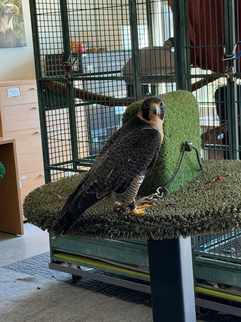 Liberty Wildlife - Phoenix, Arizona