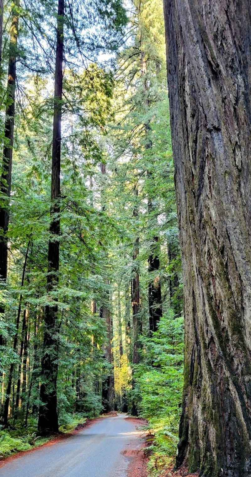 The History of Saving These Trees